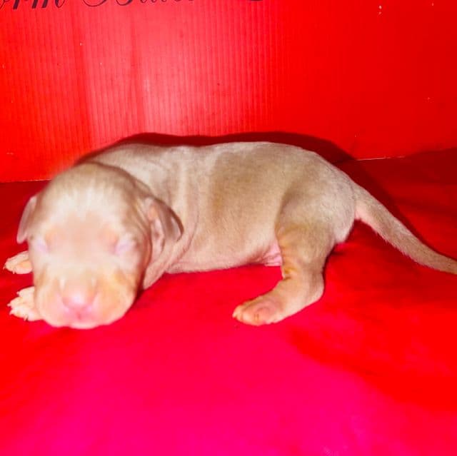 Male 4 - American Bully Male