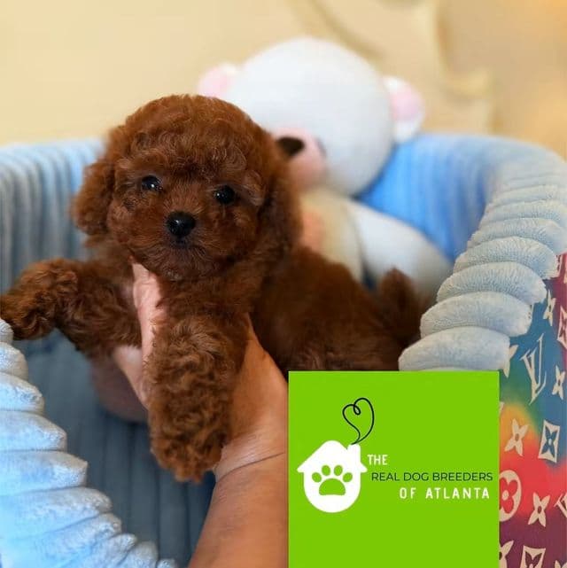 Tiny Teacup  - Toy Poodle Male