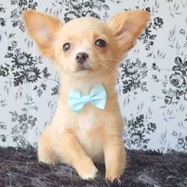 Alvin - Chihuahua Male