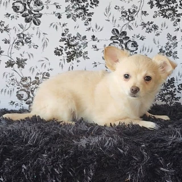 Chance  - Chihuahua Male