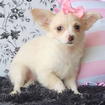 Piper - Chihuahua Female