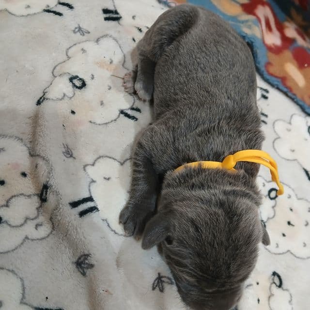 Yellow Collar Female - Cane Corso Female