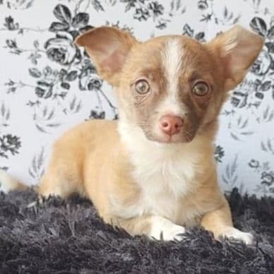 Pablo  - Chihuahua Male
