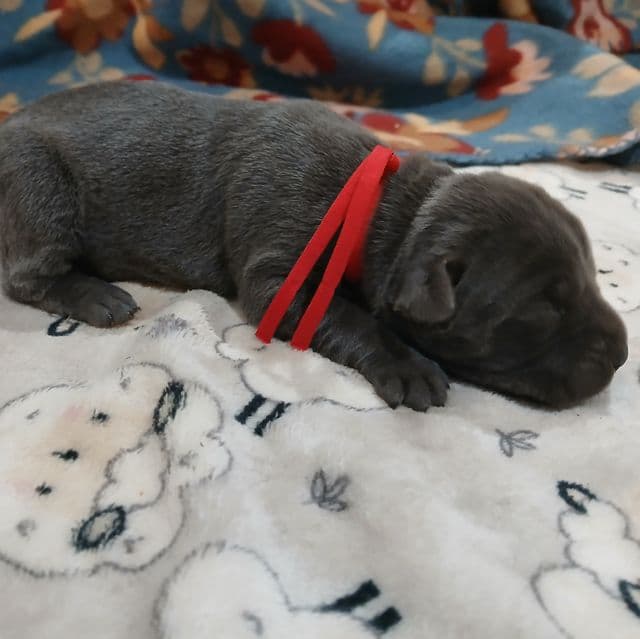 Red Collar Female  - Cane Corso Female