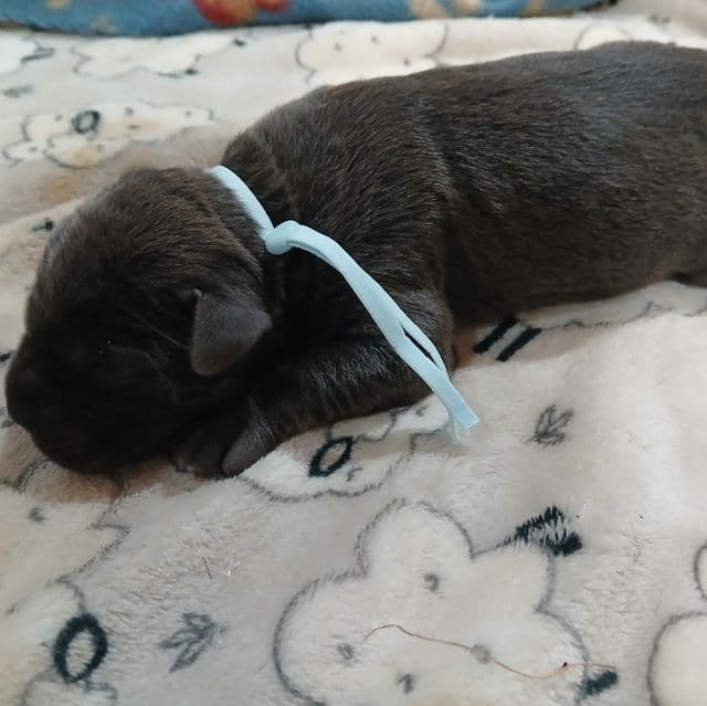 Light Blue Collar Female - Cane Corso Female