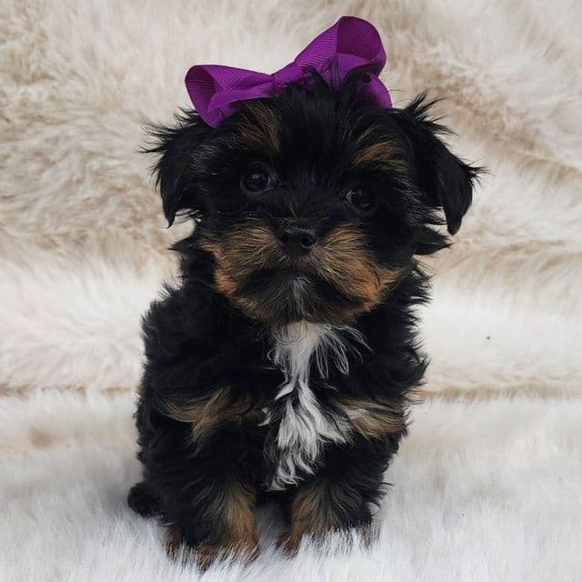 Kiki - Yorkshire Terrier Female