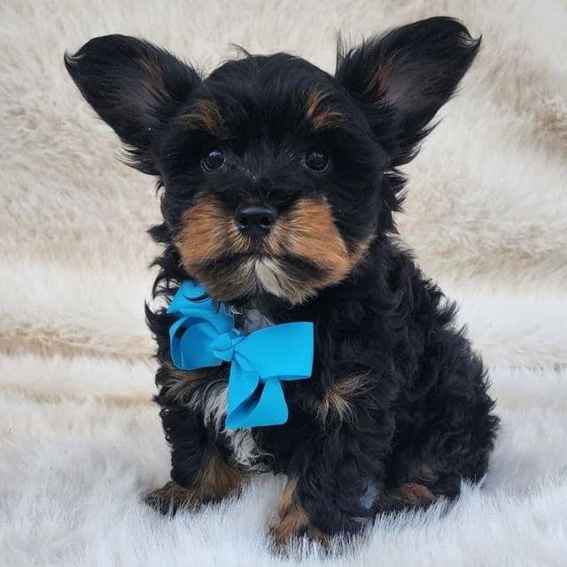 Bastian - Yorkshire Terrier Male