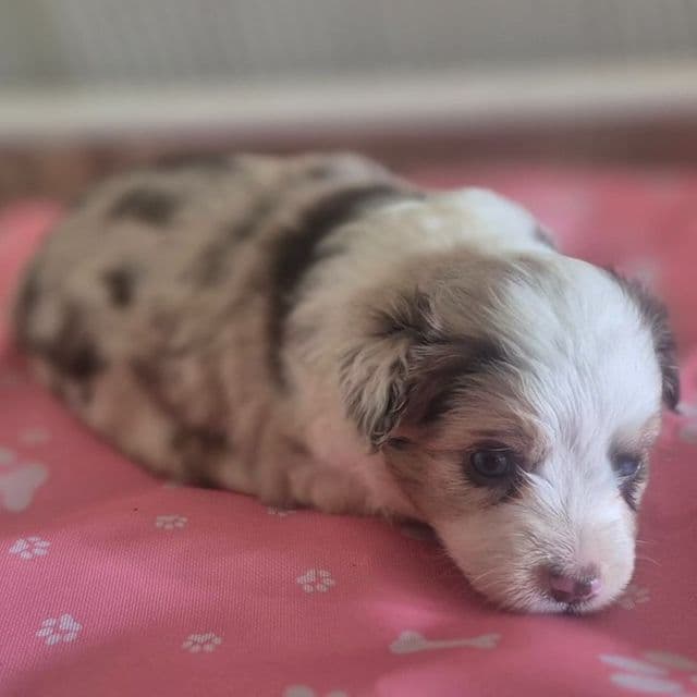 Zero - Australian Shepherd Female