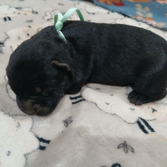 Mint Collar Female - Cane Corso Female