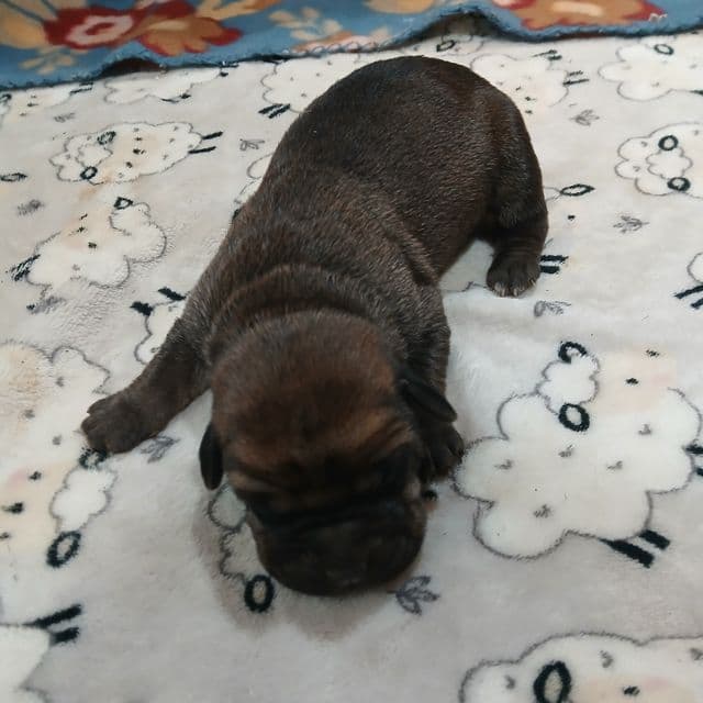 Black Collar Fawn Male - Cane Corso Male