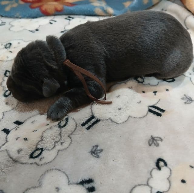 Brown Collar Male - Cane Corso Male