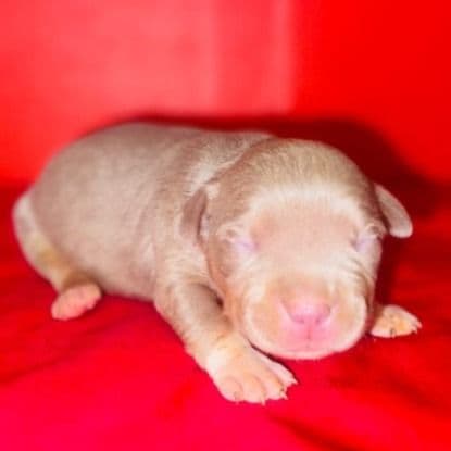 Female 3 - American Bully Female