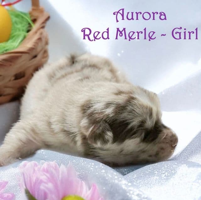 AURORA - Australian Shepherd Female