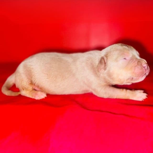 Male 3 - American Bully Male