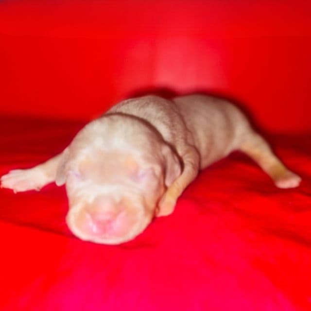 Male 1 - American Bully Male