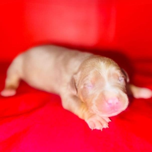 Female 2 - American Bully Female