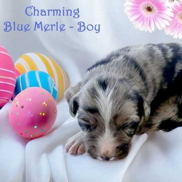 CHARMING - Australian Shepherd Male
