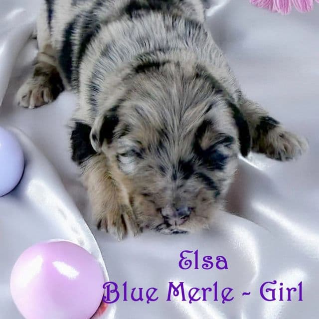 ELSA - Australian Shepherd Female