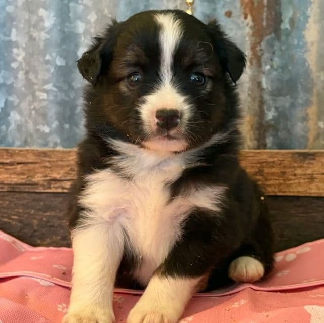 Kit kat - Australian Shepherd Male