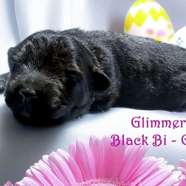 GLIMMER - Australian Shepherd Female