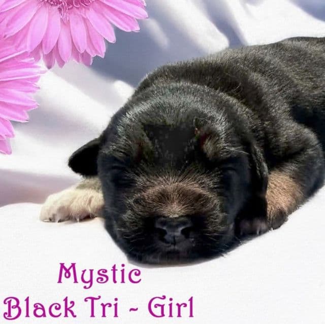 MYSTIC - Australian Shepherd Female