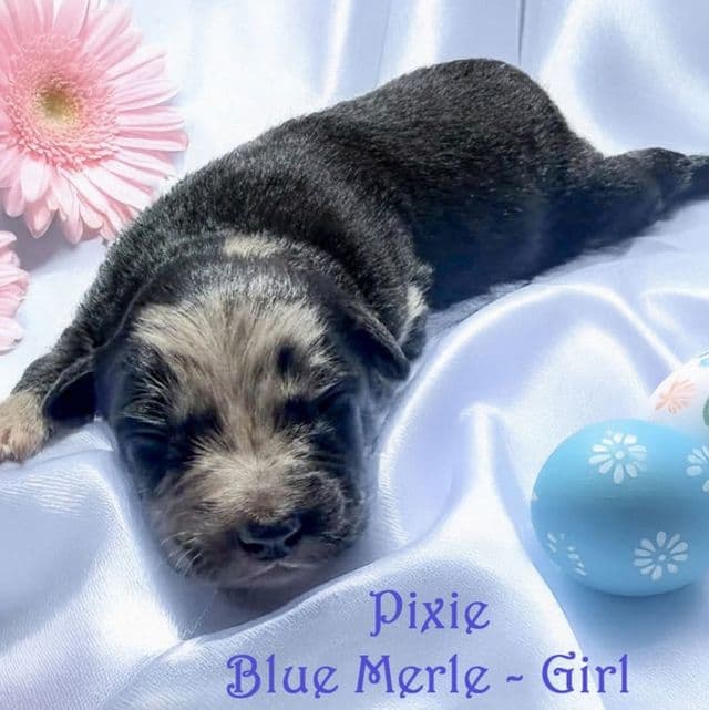 PIXIE - Australian Shepherd Female
