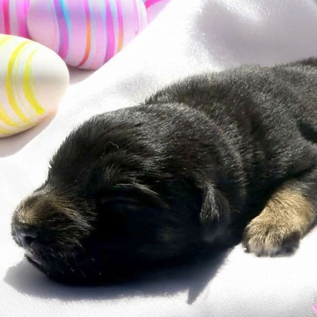 Raven - Australian Shepherd Female