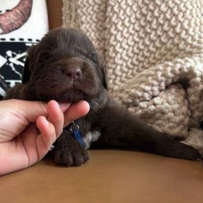 Bear - Newfoundland Male
