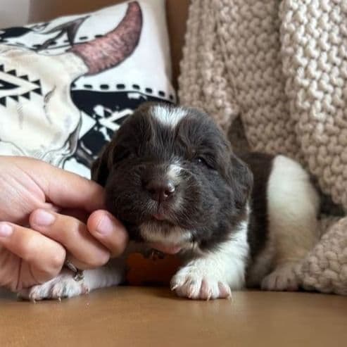Brooklyn  - Newfoundland Female