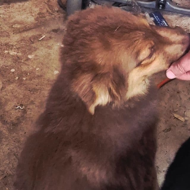 Utah  - Australian Shepherd Female