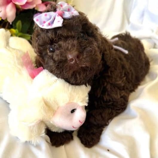 Jolly - Labradoodle Female