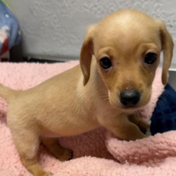 Diva - Dachshund Female