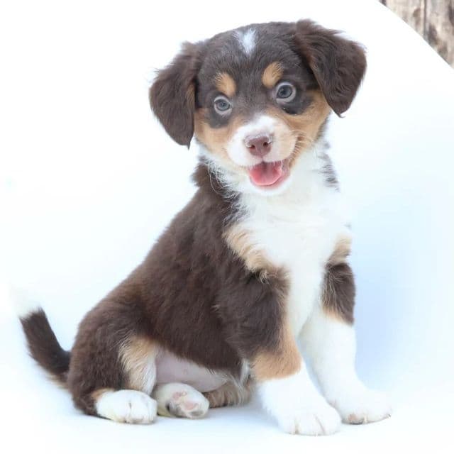 Ginny - Bernedoodle Female