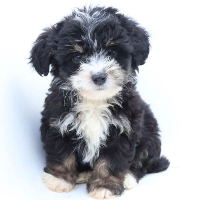 Penelope - Bernedoodle Female