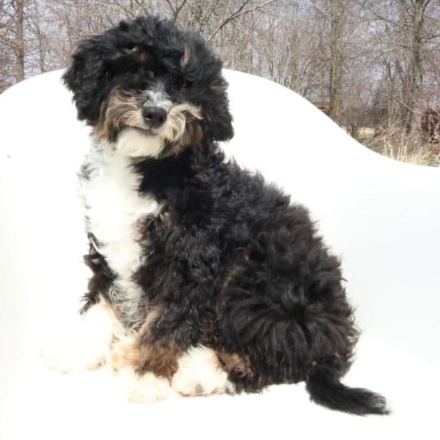 Kylo - Bernedoodle Male