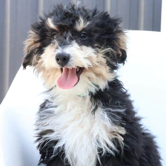 Han - Bernedoodle Male