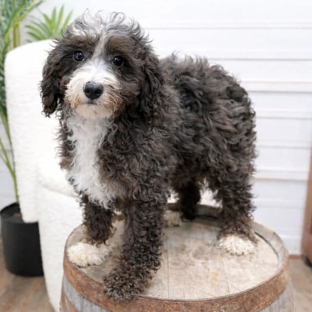 Levi - Bernedoodle Male