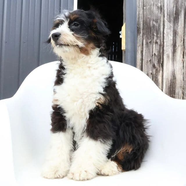 Rocky - Goldendoodle Male