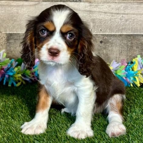 Aries - Cavalier King Charles Spaniel Male