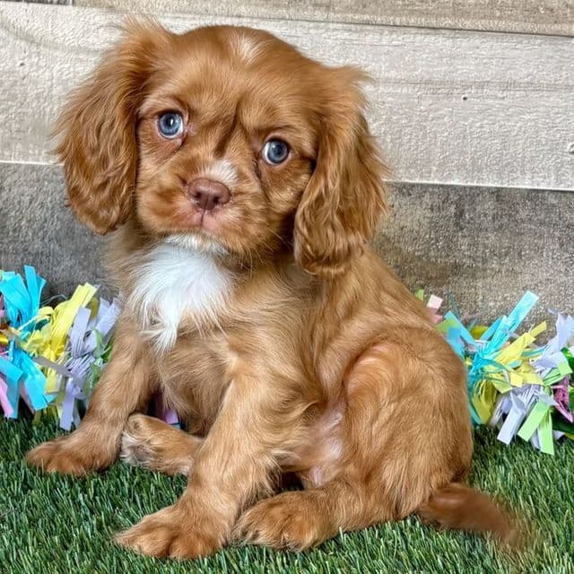 Amos - Cavalier King Charles Spaniel Male