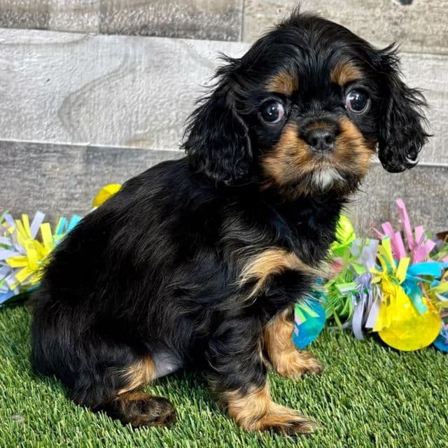 Ava - Cavalier King Charles Spaniel Female