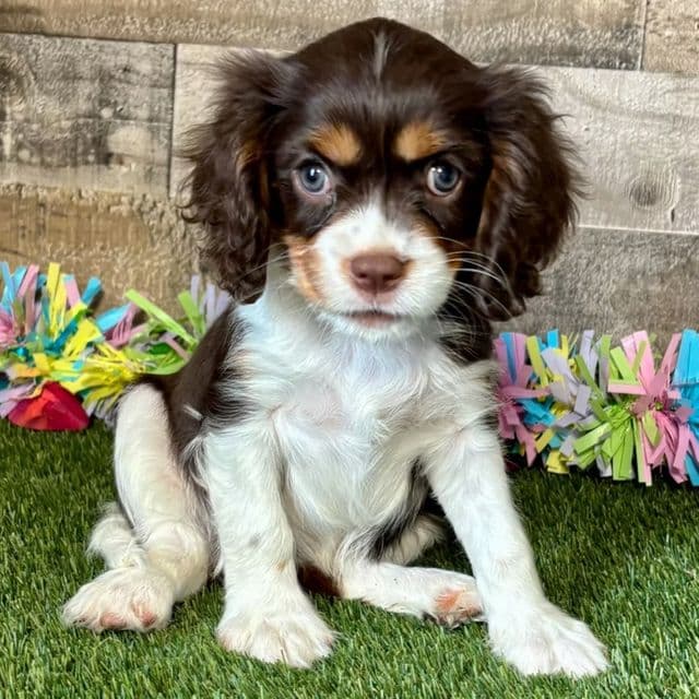 Autumn - Cavalier King Charles Spaniel Female