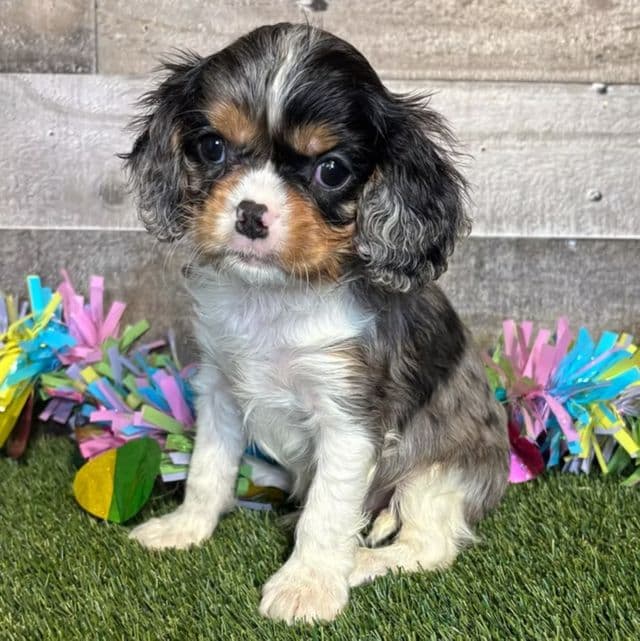 Axel - Cavalier King Charles Spaniel Male
