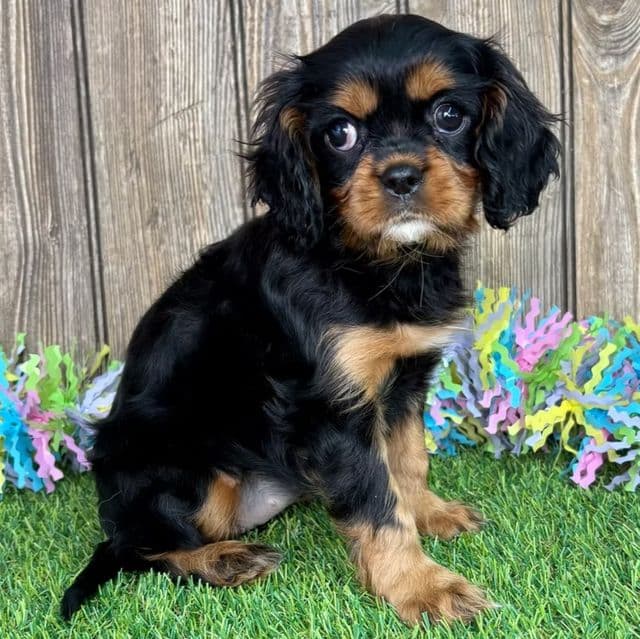 Anna - Cavalier King Charles Spaniel Female