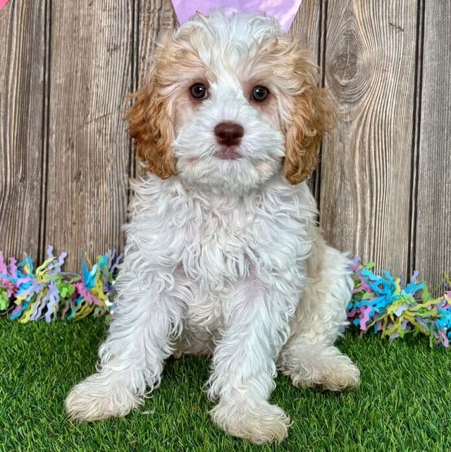 Dion - Cavapoo Male