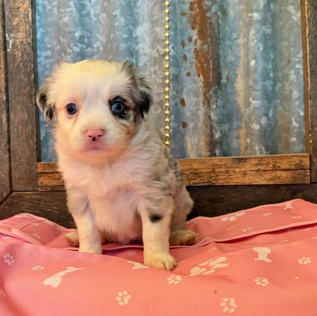 Almond joy - Miniature American Shepherd (Mini Aussie) Female