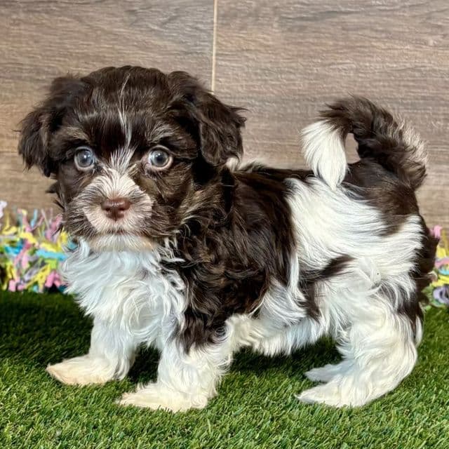 Farrah - Havanese Female