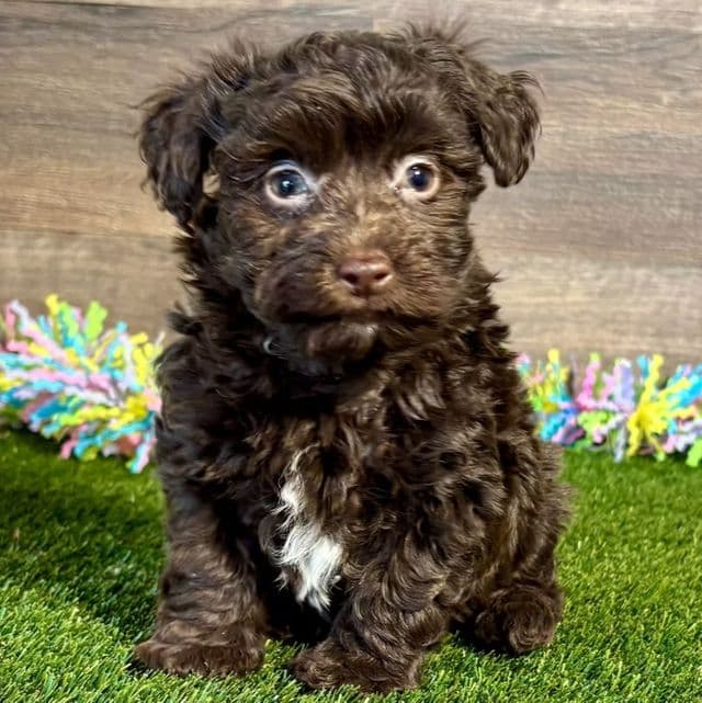 Freddie - Havanese Male