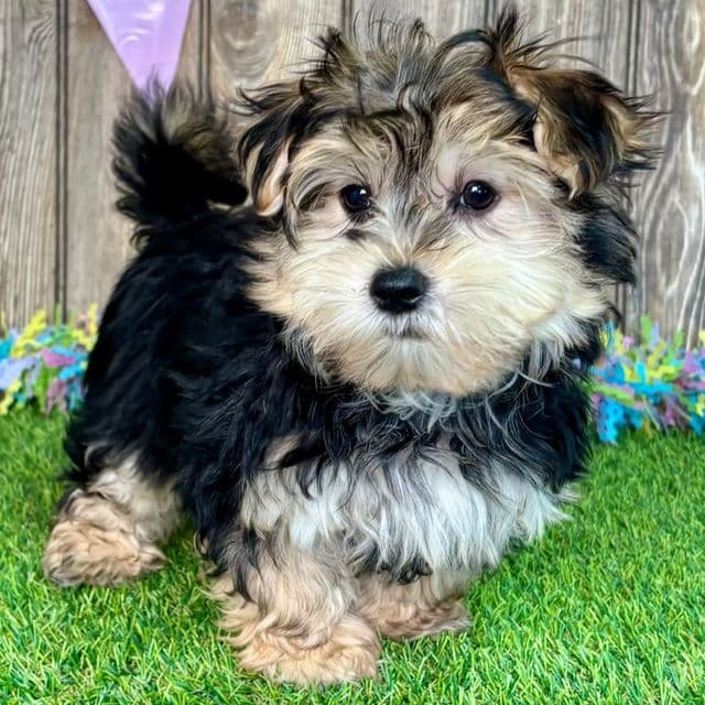 Hayes - Morkie Male
