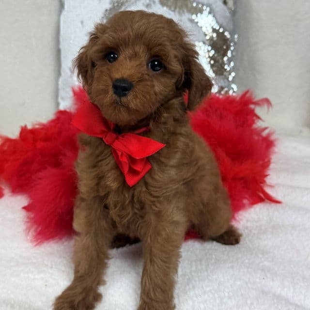 Brinley Red Boy - Goldendoodle Male